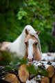 Welsh Pony Forest