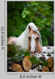 Welsh Pony Forest