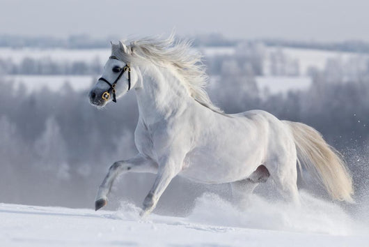White Horse Gallops Field