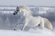 White Horse Gallops Field