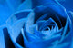blue rose Wall Mural