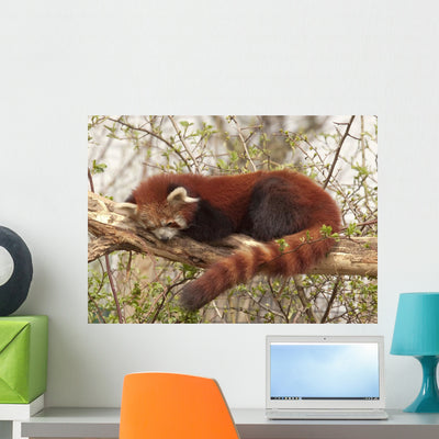 Red Panda shown on a wall