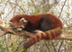 Red Panda