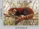 Red Panda