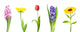 Collection of spring flowers Wall Decal