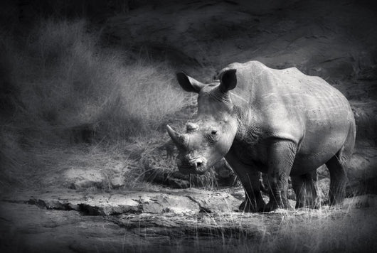 White Rhinoceros