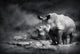 White Rhinoceros