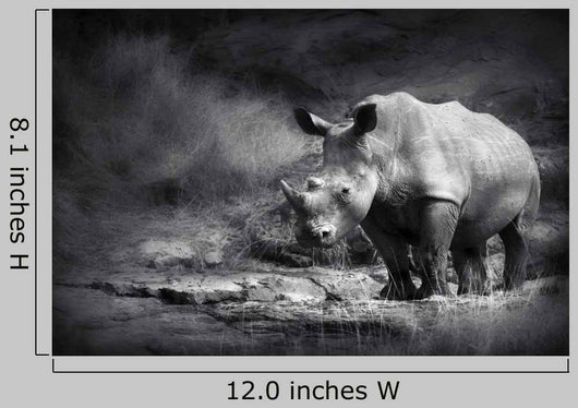 White Rhinoceros