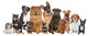 Group Twelve Dogs