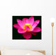 Waterlily Fuchsia Black
