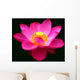 Waterlily Fuchsia Black