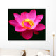 Waterlily Fuchsia Black