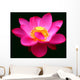 Waterlily Fuchsia Black