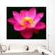 Waterlily Fuchsia Black