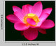 Waterlily Fuchsia Black