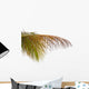 Old Leaves Coconut Tree Wall Mural