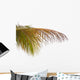 Old Leaves Coconut Tree Wall Mural