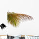 Old Leaves Coconut Tree Wall Mural