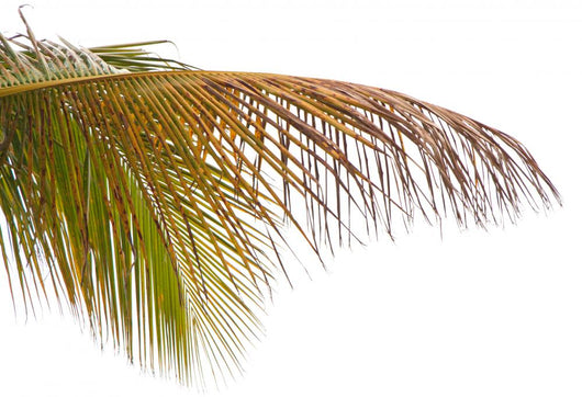 Old Leaves Coconut Tree Wall Mural