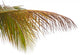 Old Leaves Coconut Tree Wall Mural