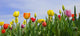 Wonderful Spring Tulip Field