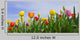 Wonderful Spring Tulip Field