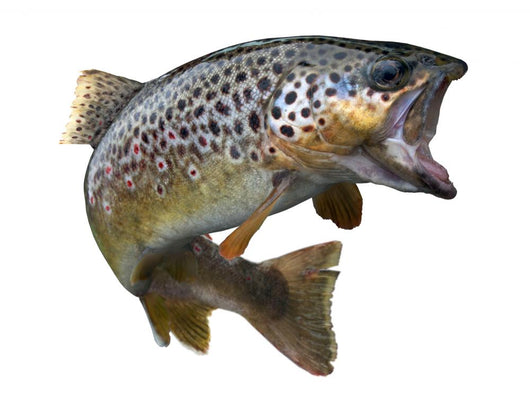 Leaping Trout Wall Decal