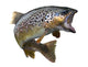 Leaping Trout Wall Decal