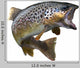 Leaping Trout Wall Decal
