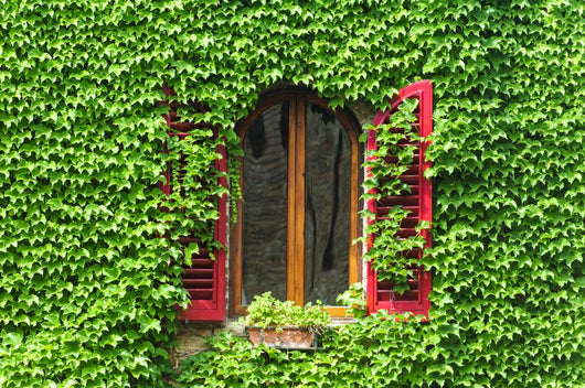 Certaldo Florence Window