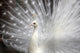 White Peacock