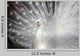 White Peacock