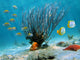 Sea Fan