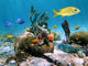 Underwater sea-life reef Wall Mural