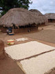 Drying Corn and Peanuts Wall Decal