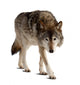 Wolf Wall Decal