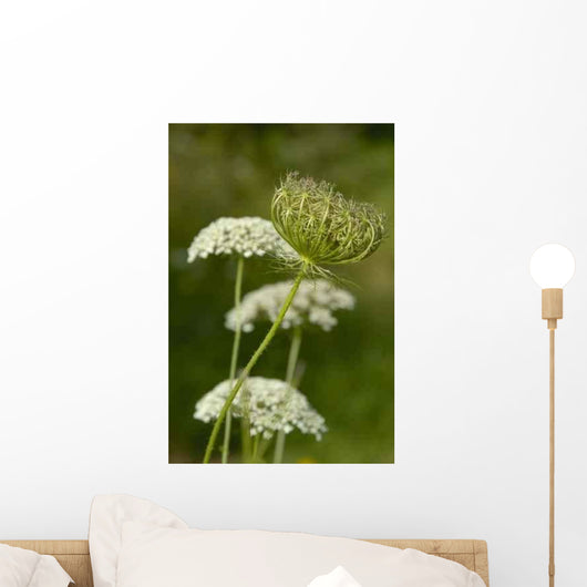 Schafgarbe Wall Decal