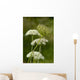 Schafgarbe Wall Decal