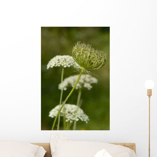 Schafgarbe Wall Decal
