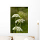 Schafgarbe Wall Decal