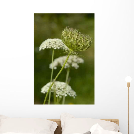 Schafgarbe Wall Decal