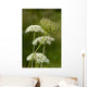 Schafgarbe Wall Decal