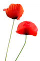 Two Poppies White Wall Decal