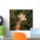 Giraffe Wall Mural