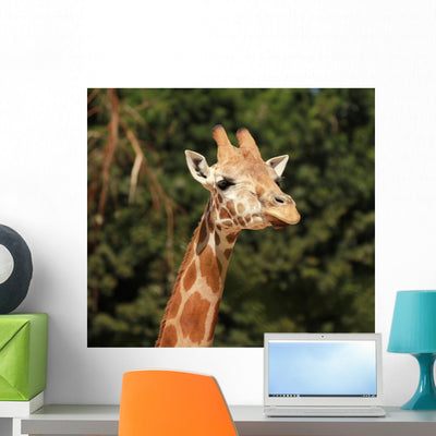 Giraffe Wall Mural shown on a wall