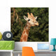 Giraffe Wall Mural