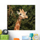 Giraffe Wall Mural
