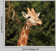 Giraffe Wall Mural