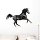 black expressive arab horse isolated on white Wall Decal