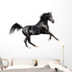 black expressive arab horse isolated on white Wall Decal